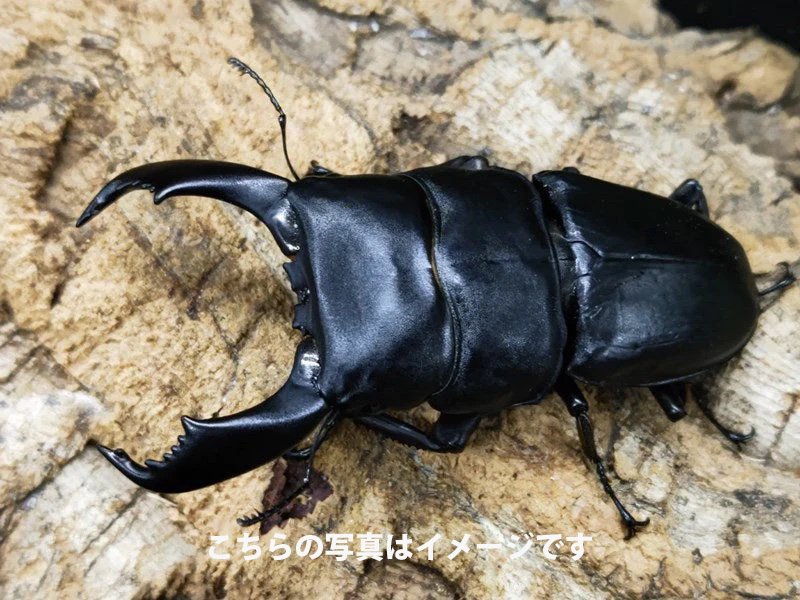 幼虫】スマトラオオヒラタクワガタ(800菌糸) – INSECT SHOP KMY