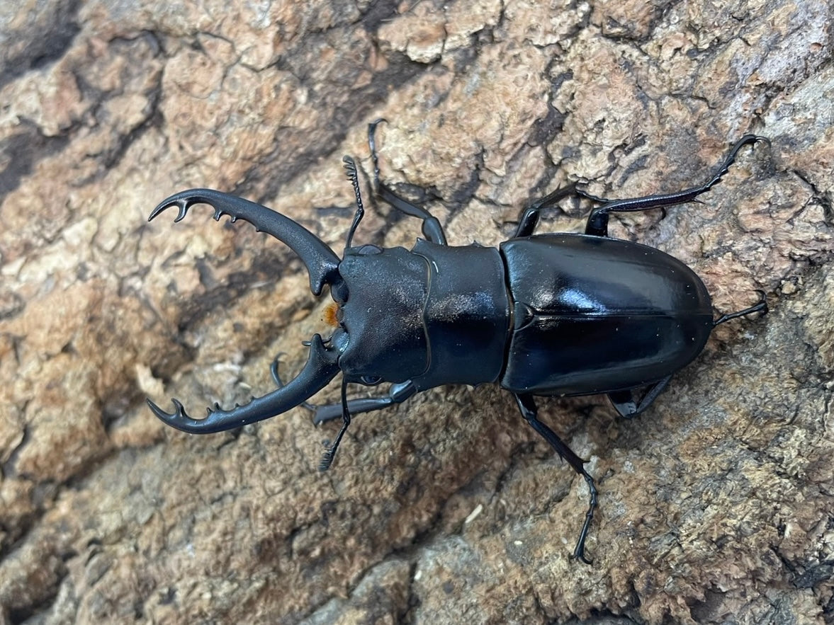 ギラファノコギリクワガタ – INSECT SHOP KMY