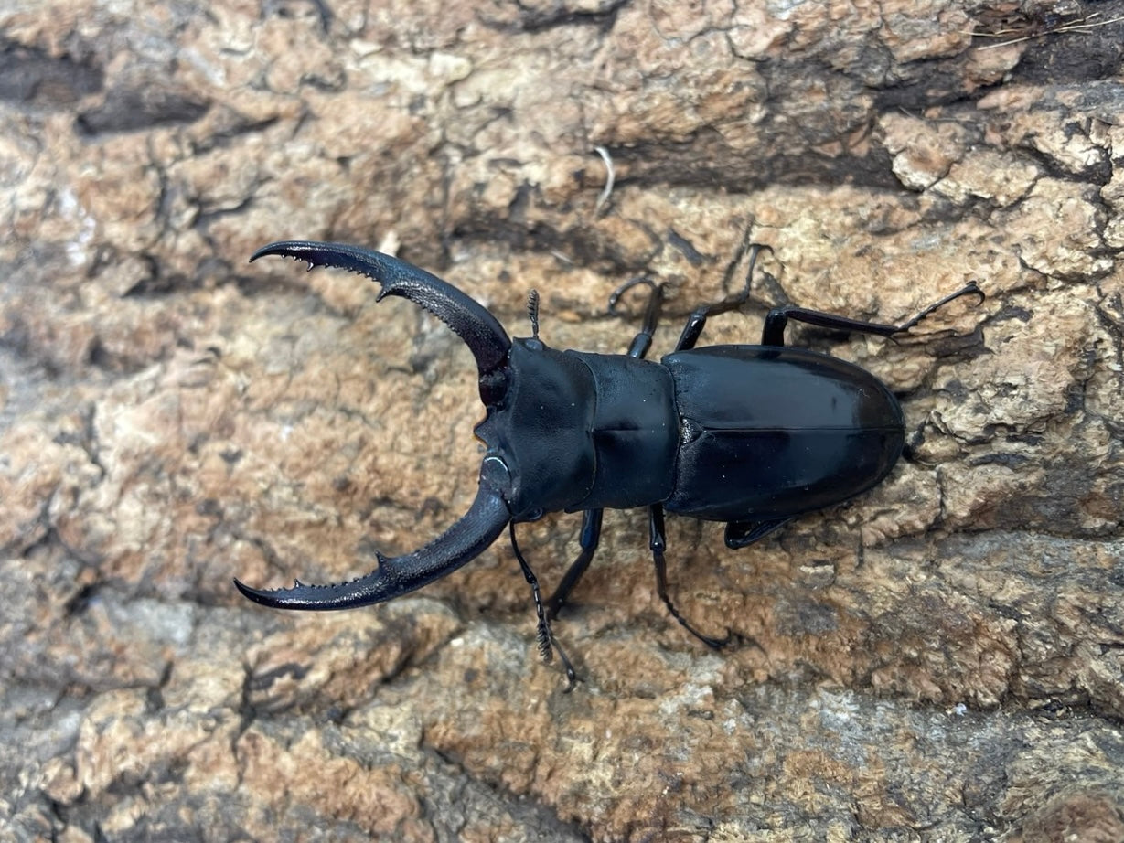 マンディブラリスフタマタクワガタ – INSECT SHOP KMY