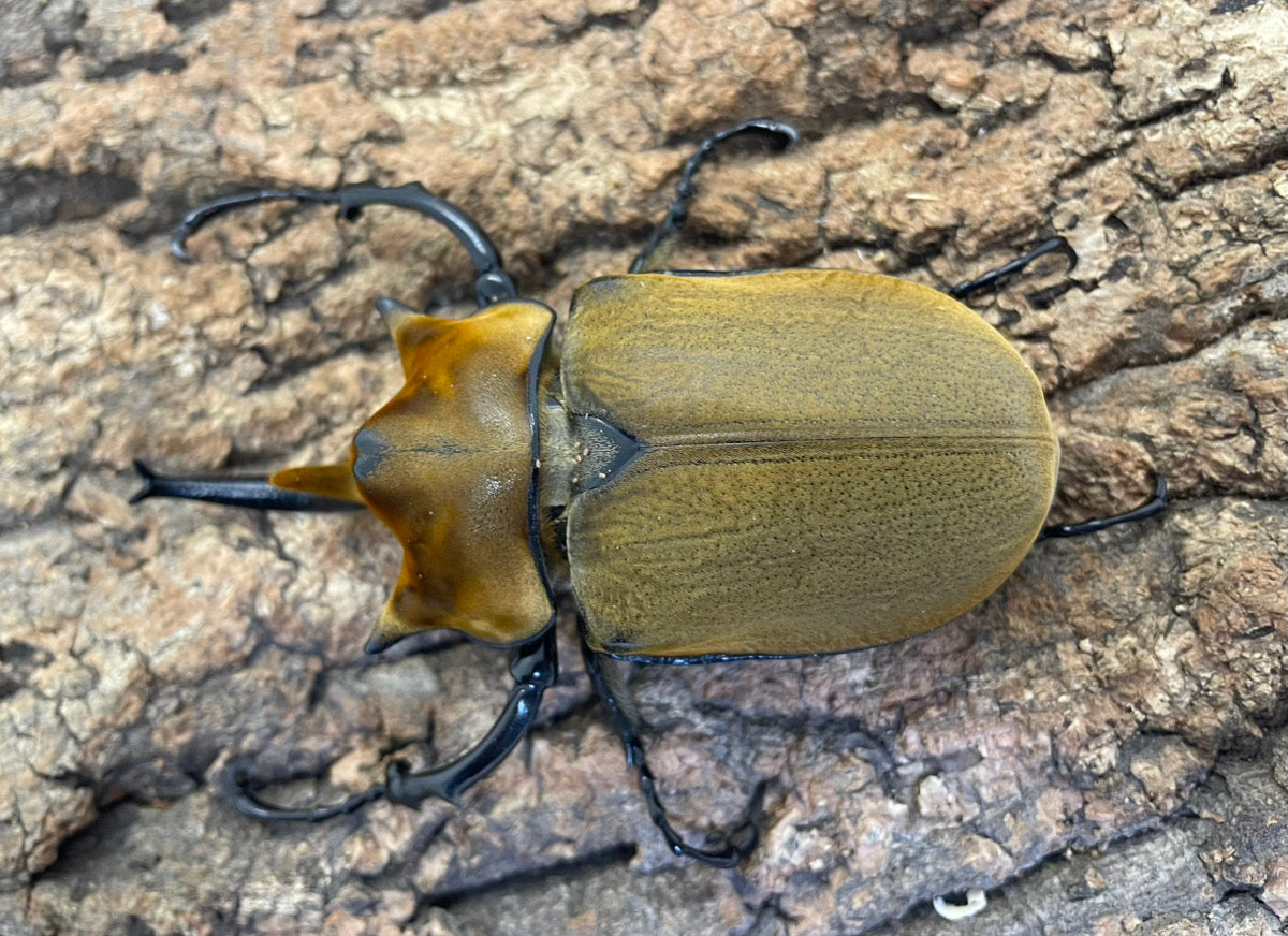 エレファスゾウカブト – INSECT SHOP KMY