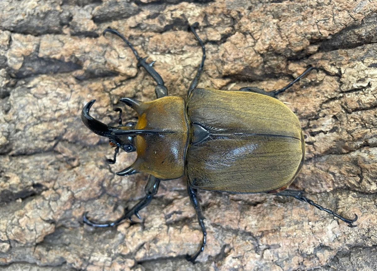 ギアスゾウカブト102mm　ヤヌスゾウカブト　94mm 標本　セット ギアスゾウカブト102mm ヤヌスゾウカブト 94mm 標本 セット ギアス