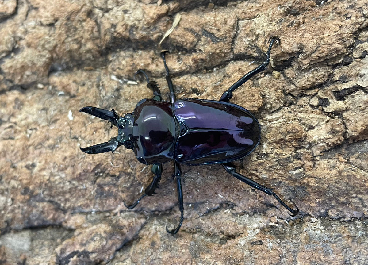 カシワギ様 ニジイロクワガタ（紫煌血統） – INSECT SHOP KMY