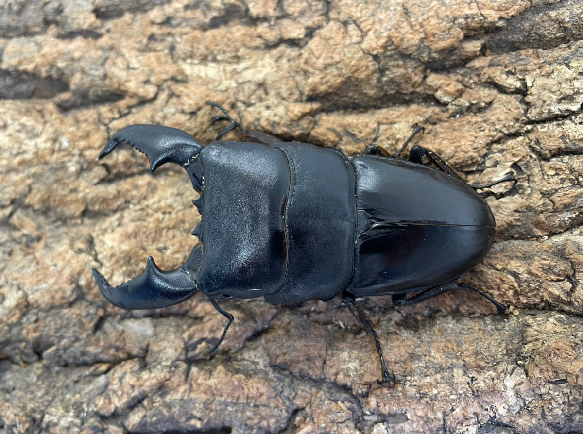 スマトラオオヒラタクワガタ – INSECT SHOP KMY