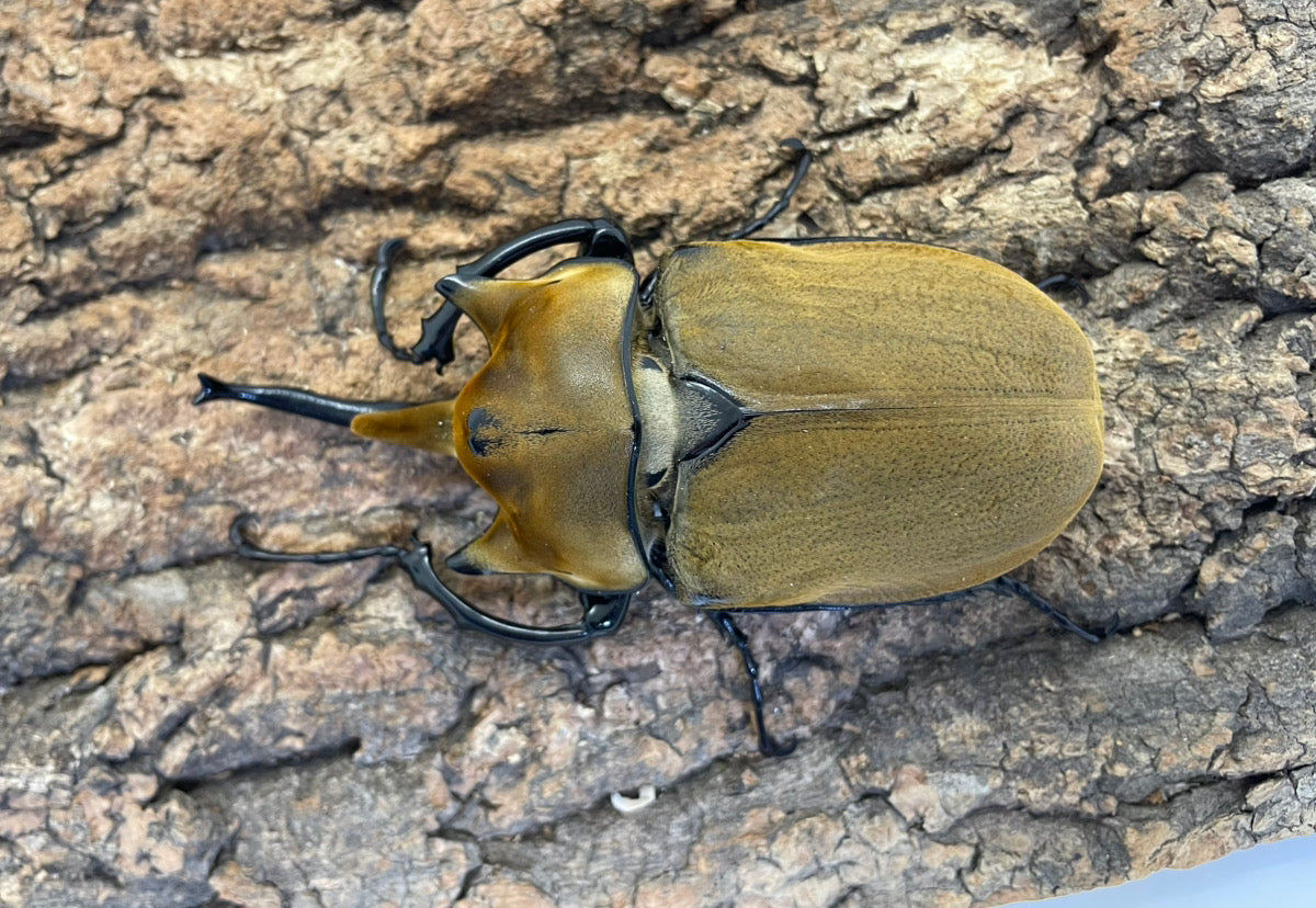 エレファスゾウカブト（SSP） – INSECT SHOP KMY