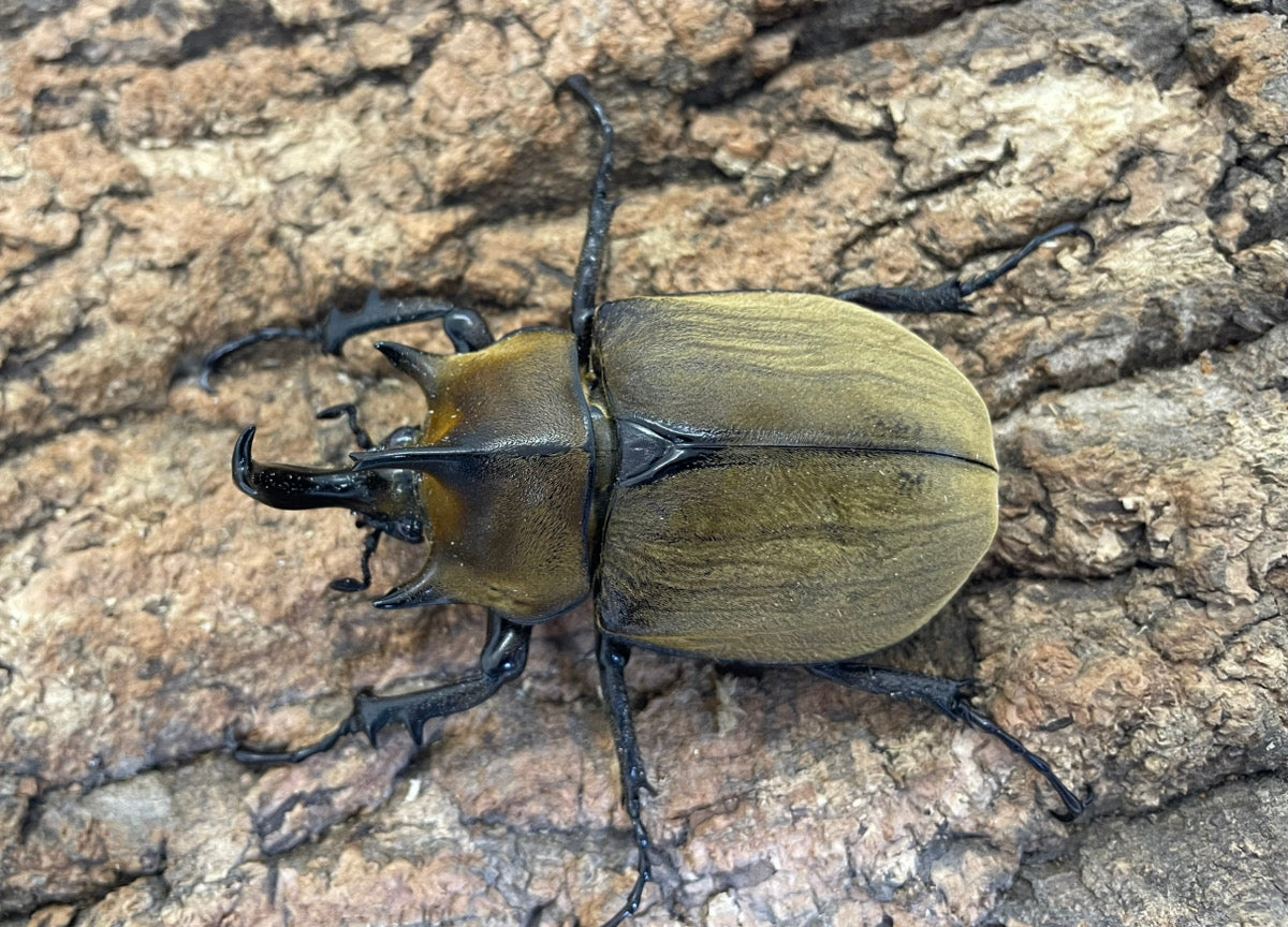 ギアスゾウカブト（亜種ポリオン） – INSECT SHOP KMY