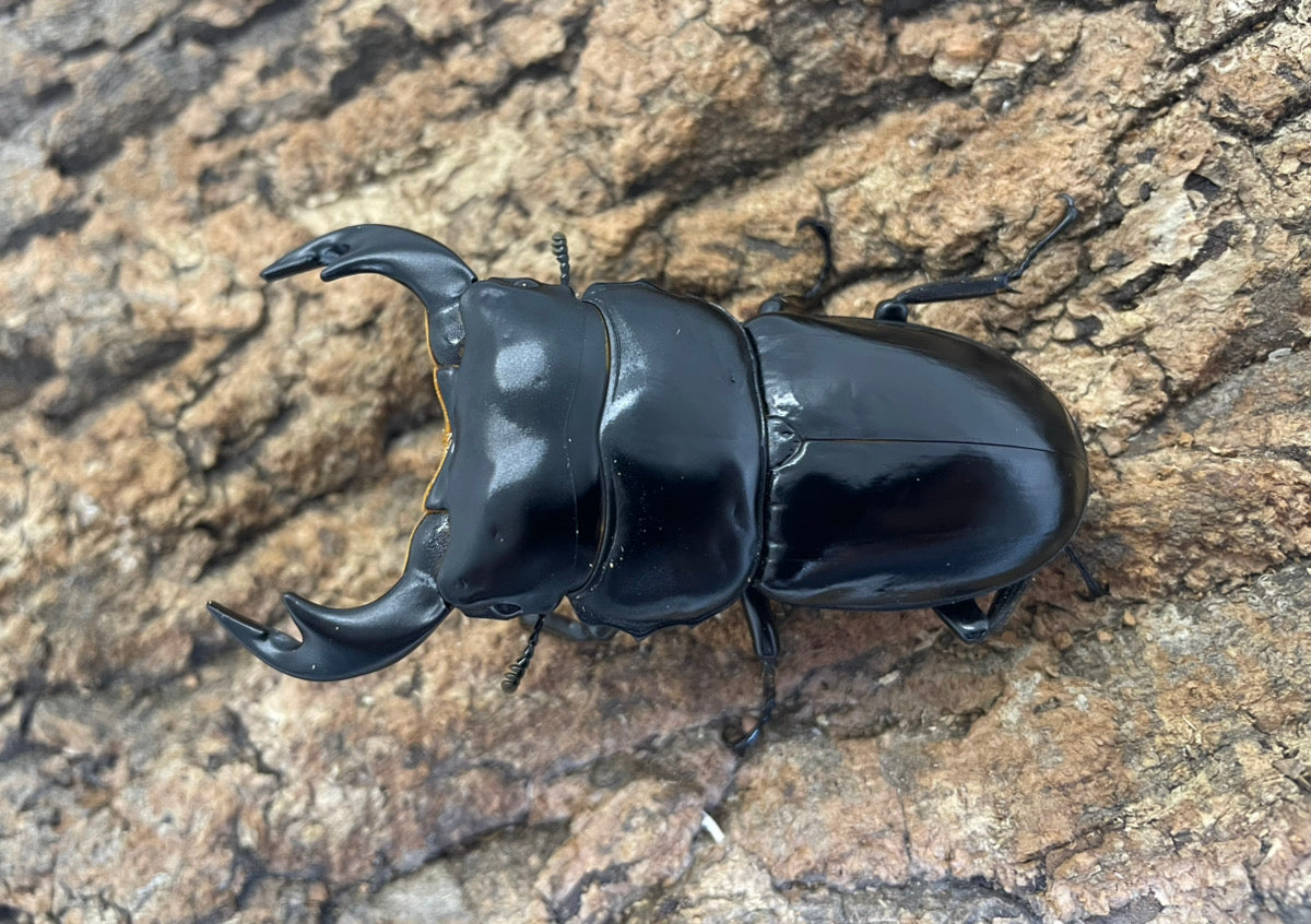 Yahoo!オークション -「アンタエウス 標本」の落札相場・落札価格