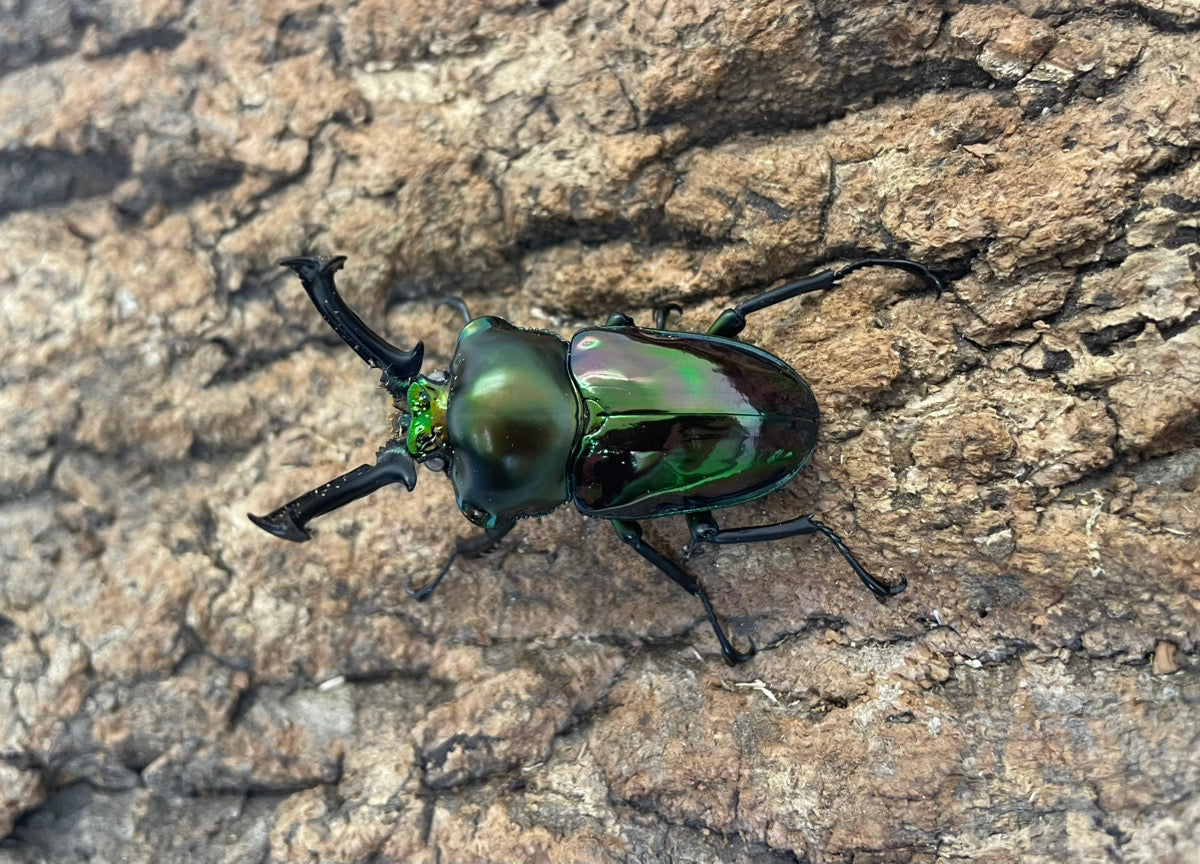 ニジイロクワガタ（WW） – INSECT SHOP KMY