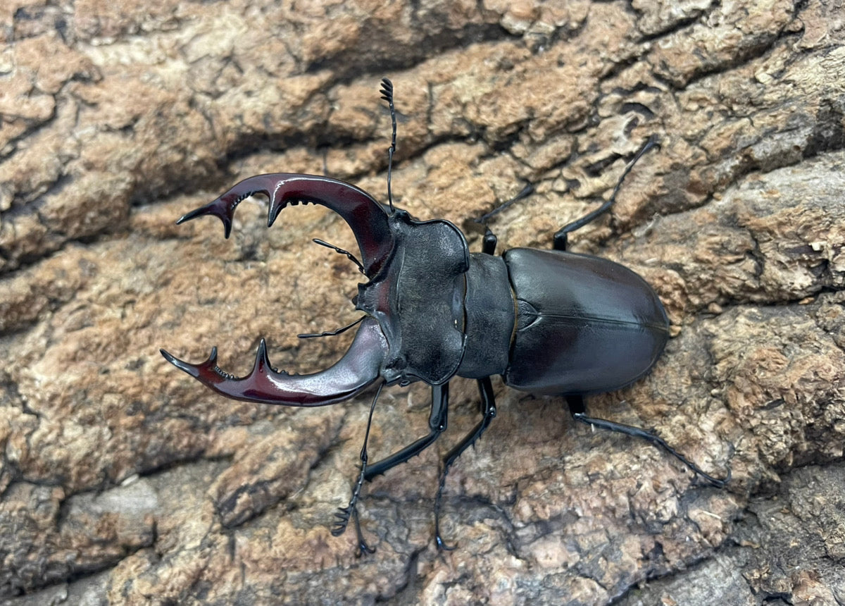 ヨーロッパミヤマクワガタ(ケルブス） – INSECT SHOP KMY