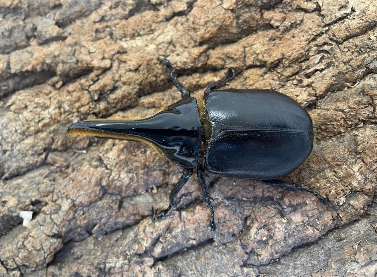 サタンオオカブト – INSECT SHOP KMY