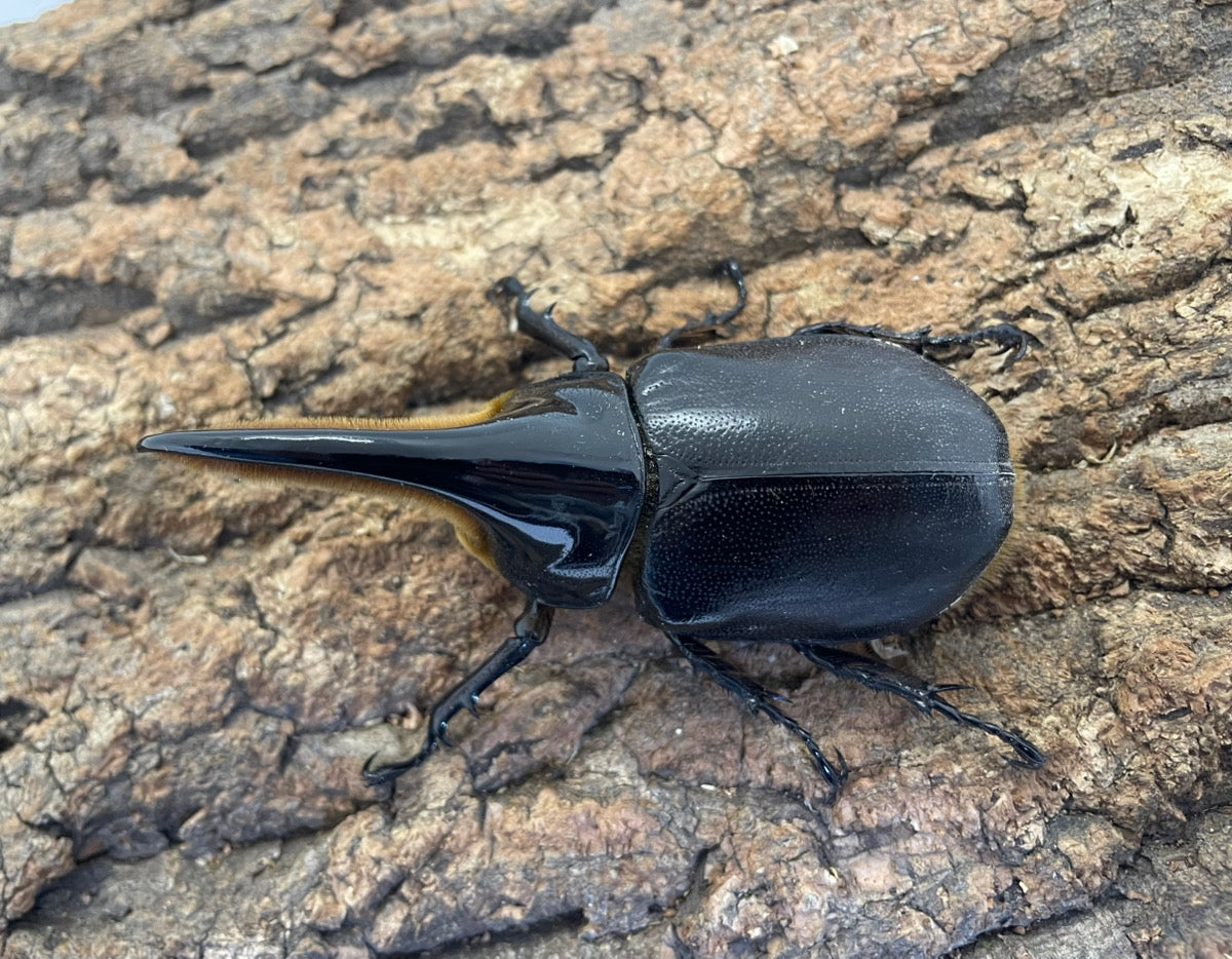 サタンオオカブト – INSECT SHOP KMY