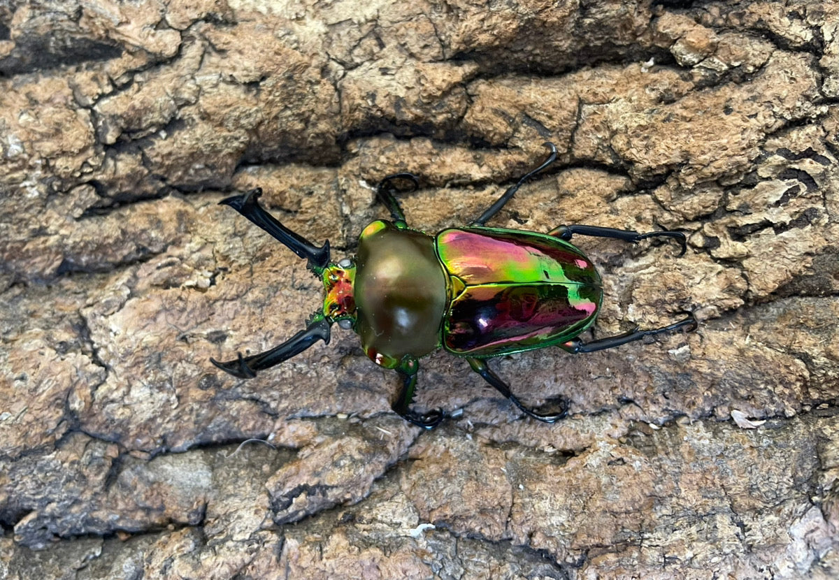 ニジイロクワガタ（WW） – INSECT SHOP KMY