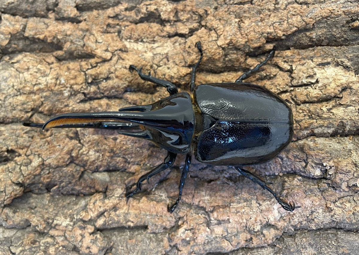 カブトムシ     ネプチューンオオカブト 売れました ネプチューンオオカブト – INSECT SHOP KMY