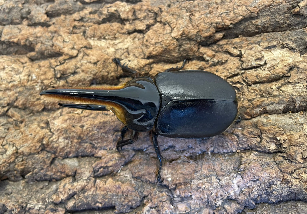 サタンオオカブト – INSECT SHOP KMY