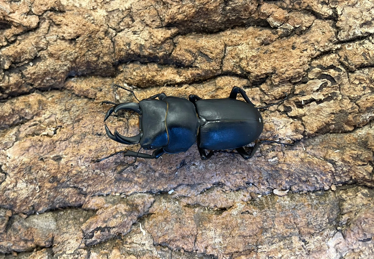 オオクワガタ♂73＋♀45（クワガタ標本） | オオクワ京都昆虫館