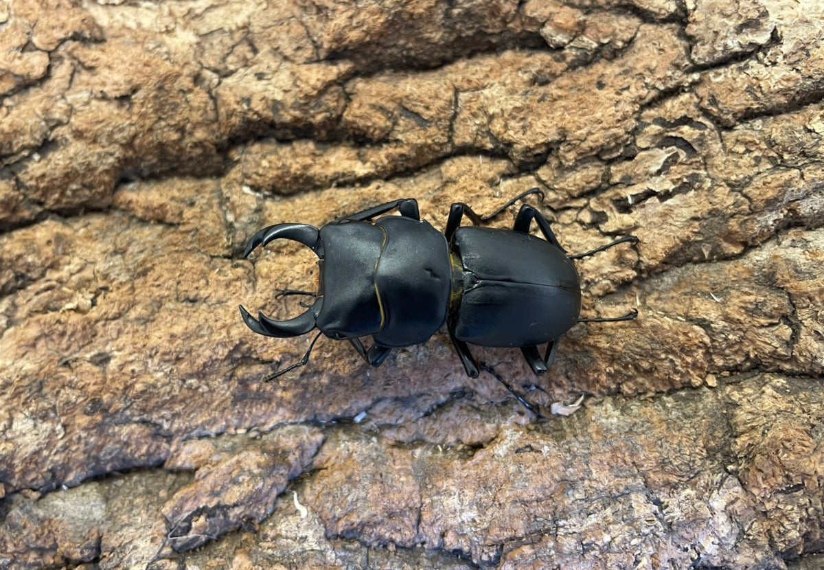 ヒメオオクワガタ – INSECT SHOP KMY