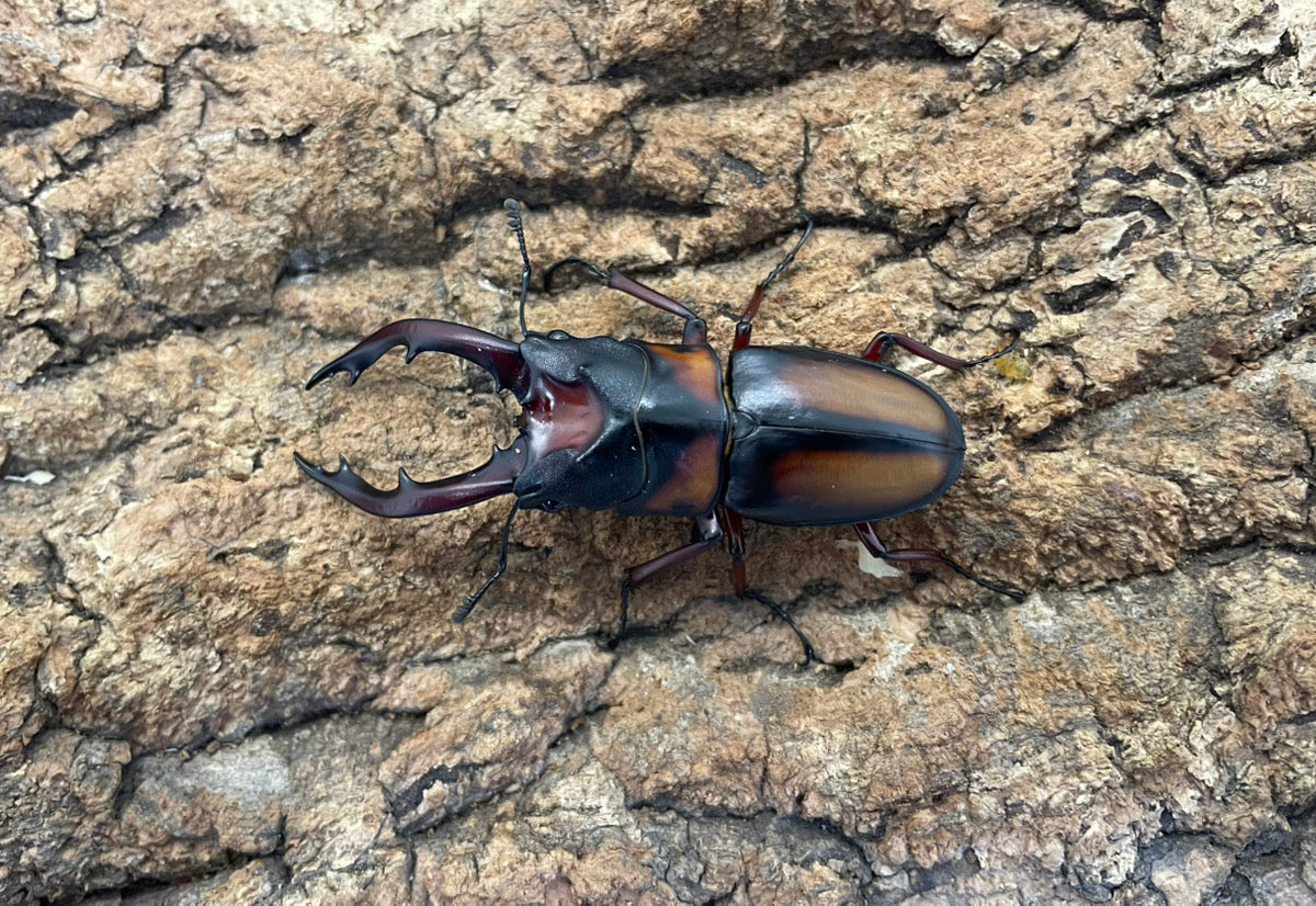 ミラビリスノコギリクワガタ – INSECT SHOP KMY