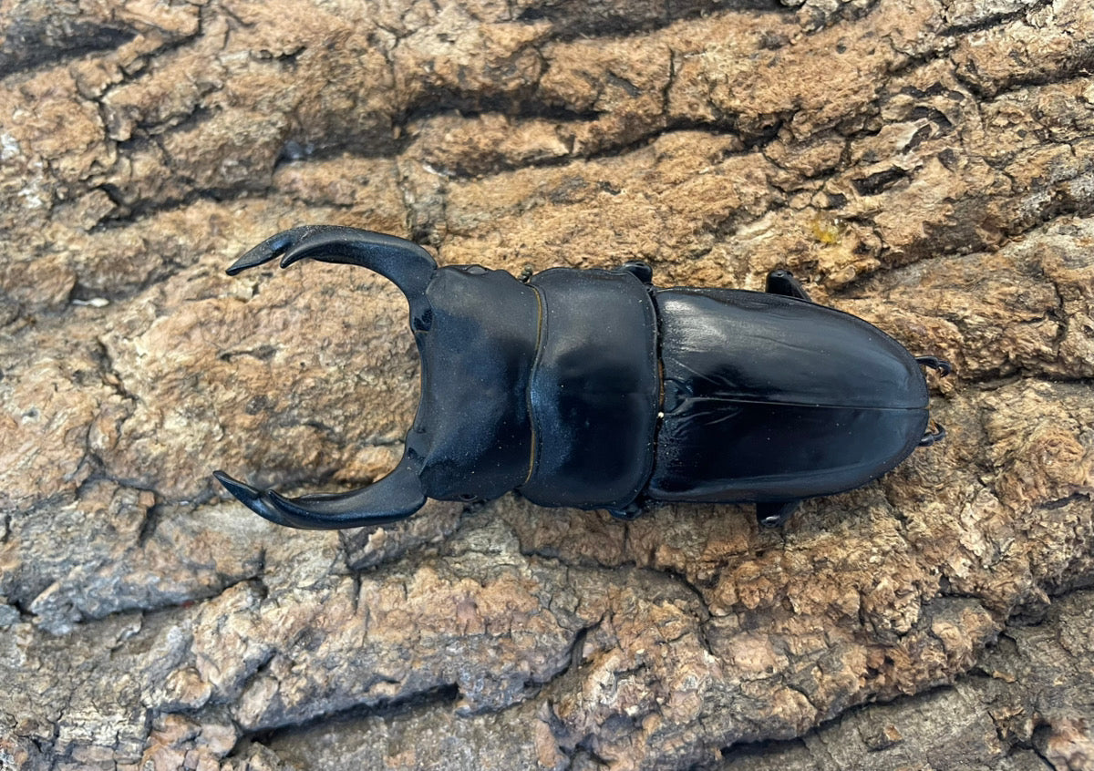 オオクワガタ（YG） ペア ♂81mm 能勢産 CB – INSECT SHOP KMY