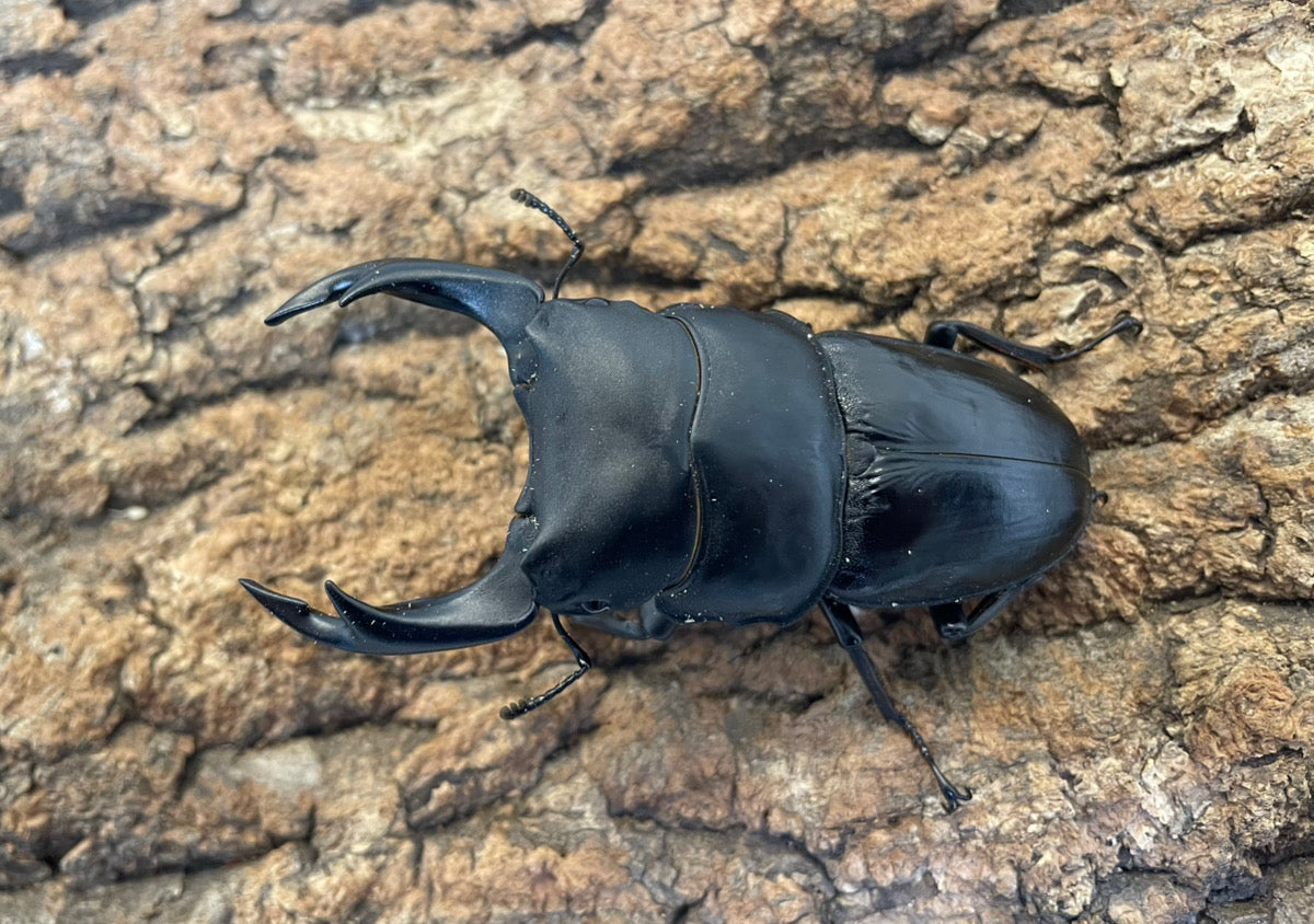 オオクワガタ（YG） – INSECT SHOP KMY