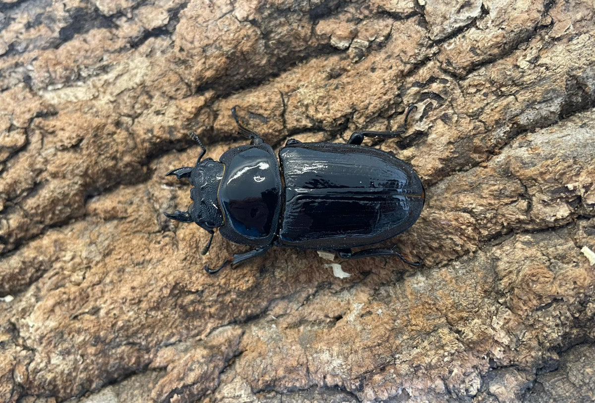 オオクワガタ(YG) ペア ♂82mm ♀53mm 能勢産 CB