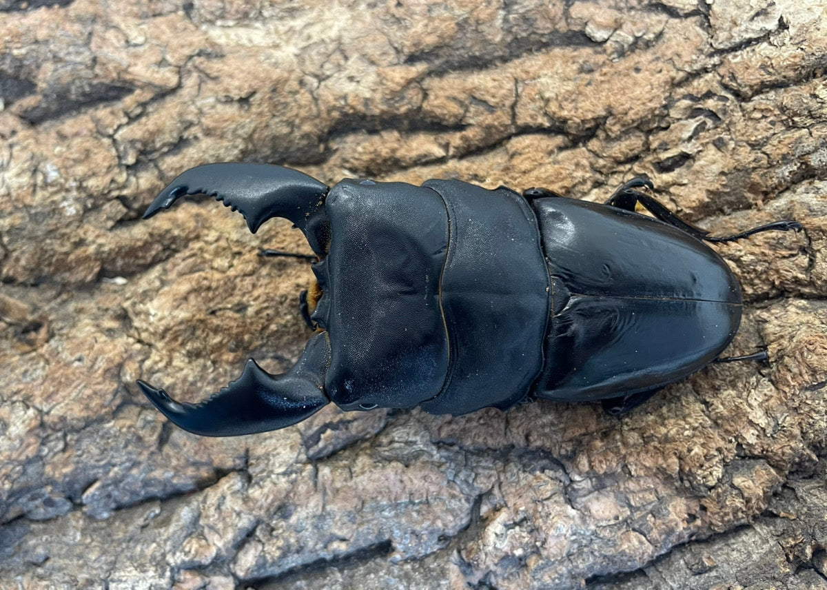 スマトラオオヒラタクワガタ – INSECT SHOP KMY