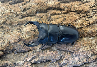 ホペイオオクワガタ ペア ♂73mm ♀46mm 福建省・北峰産 CBF1 ②