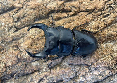 ホペイオオクワガタ ペア ♂73mm ♀46mm 福建省・北峰産 CBF1 ①