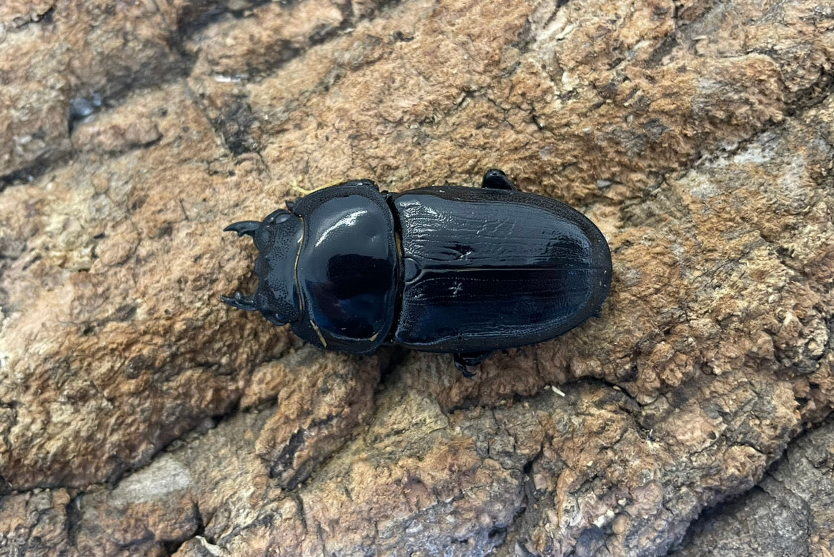 ホペイオオクワガタ ペア ♂73mm ♀46mm 福建省・北峰産 CBF1 ①
