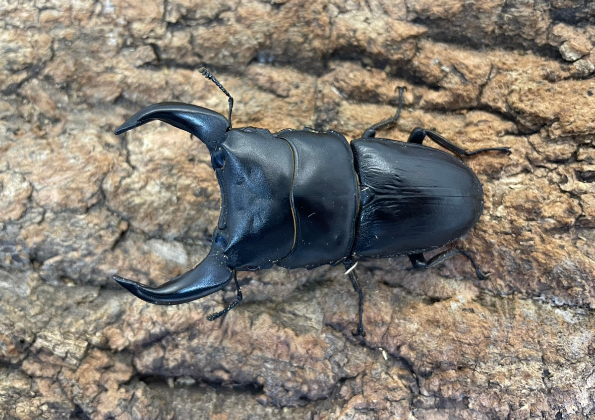 ホペイオオクワガタ – INSECT SHOP KMY