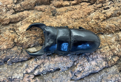 ホペイオオクワガタ ペア ♂73mm ♀48mm 福建省・北峰産 CBF1