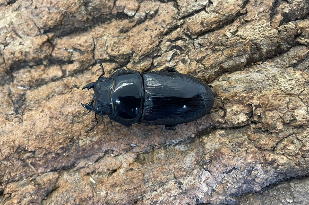 ホペイオオクワガタ ペア ♂73mm ♀48mm 福建省・北峰産 CBF1