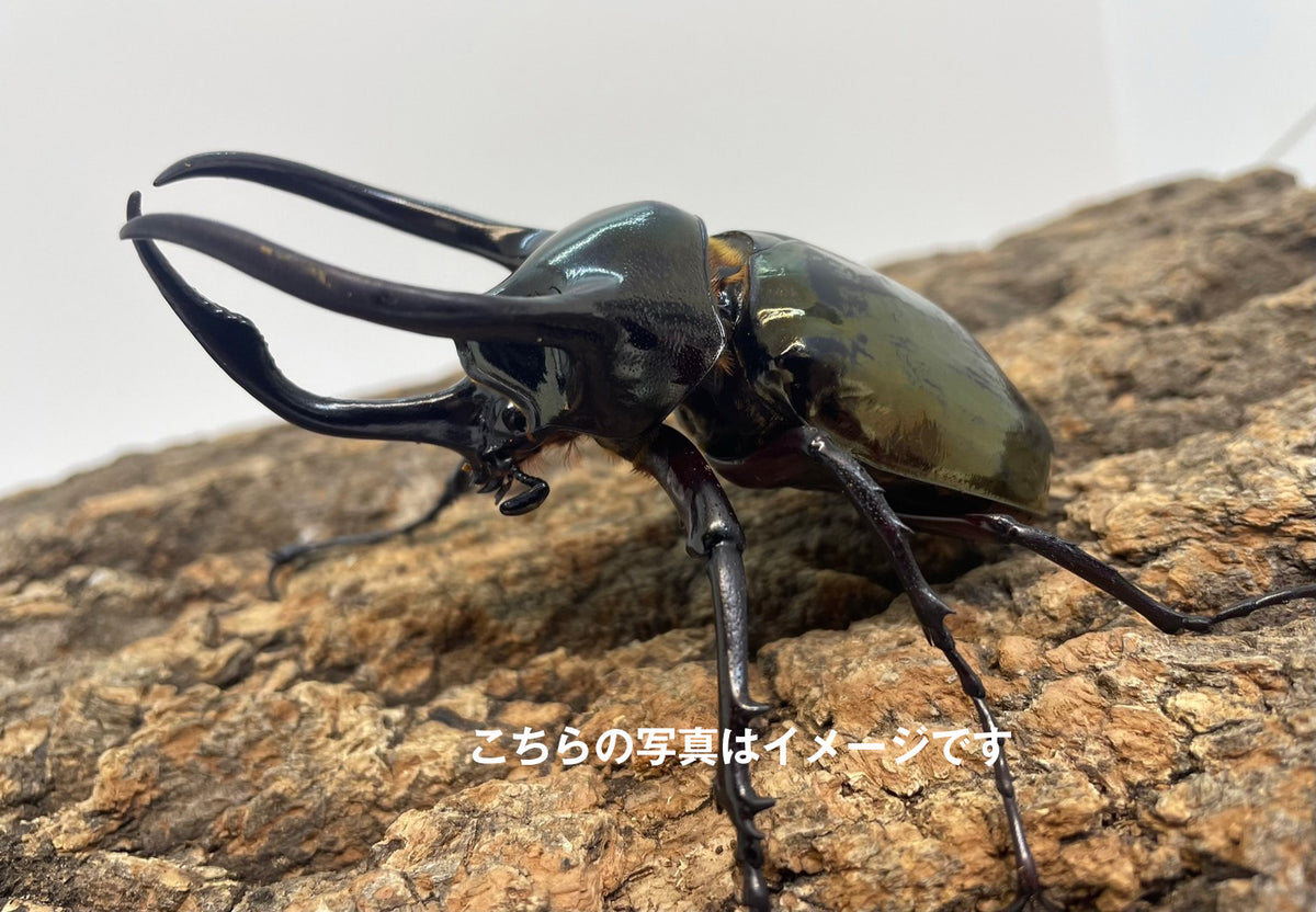 【幼虫】アトラスオオカブト
