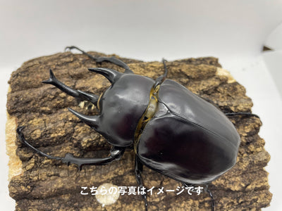 【幼虫】レックスゾウカブト 1頭 エクアドル・ナポ産 CBF2 2026年4月孵化