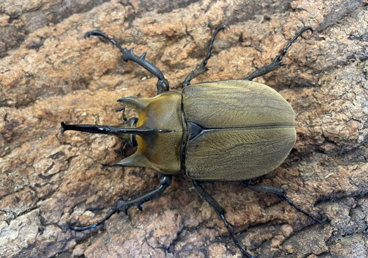 ギアスゾウカブト（亜種プランディ） – INSECT SHOP KMY