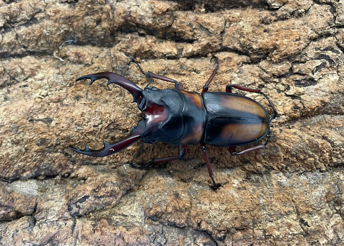 ミラビリスノコギリクワガタ – INSECT SHOP KMY