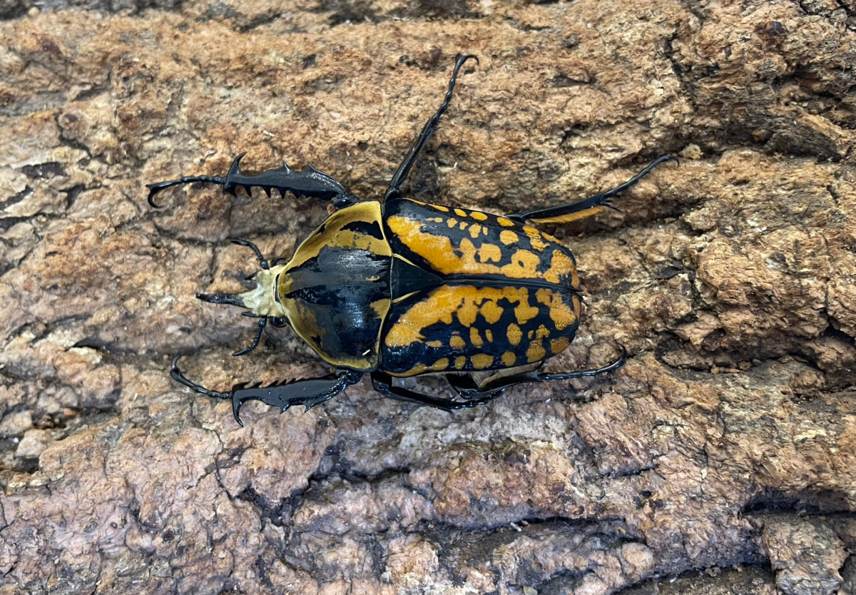 オーベルチュールオオツノカナブン – INSECT SHOP KMY