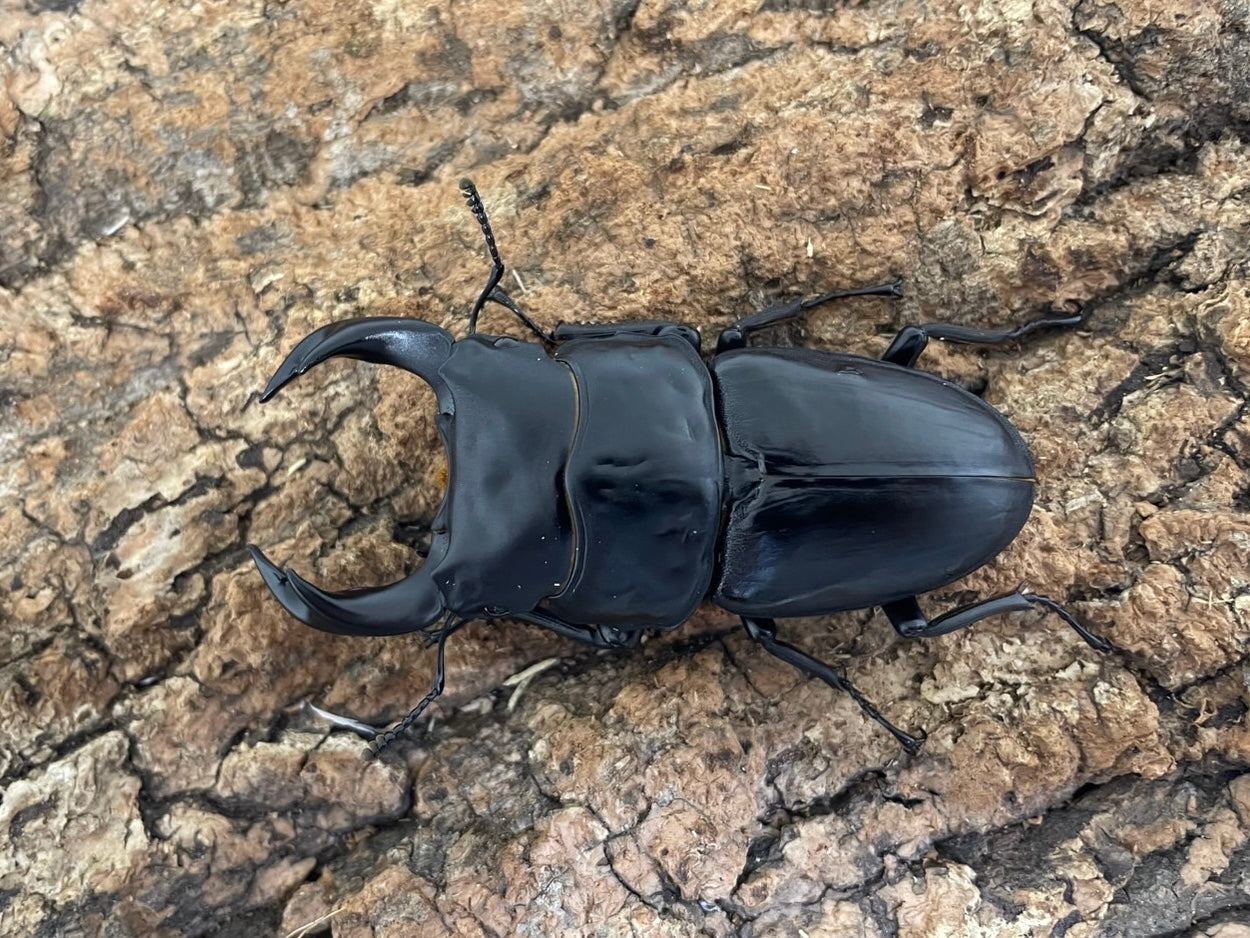 オオクワガタ – INSECT SHOP KMY