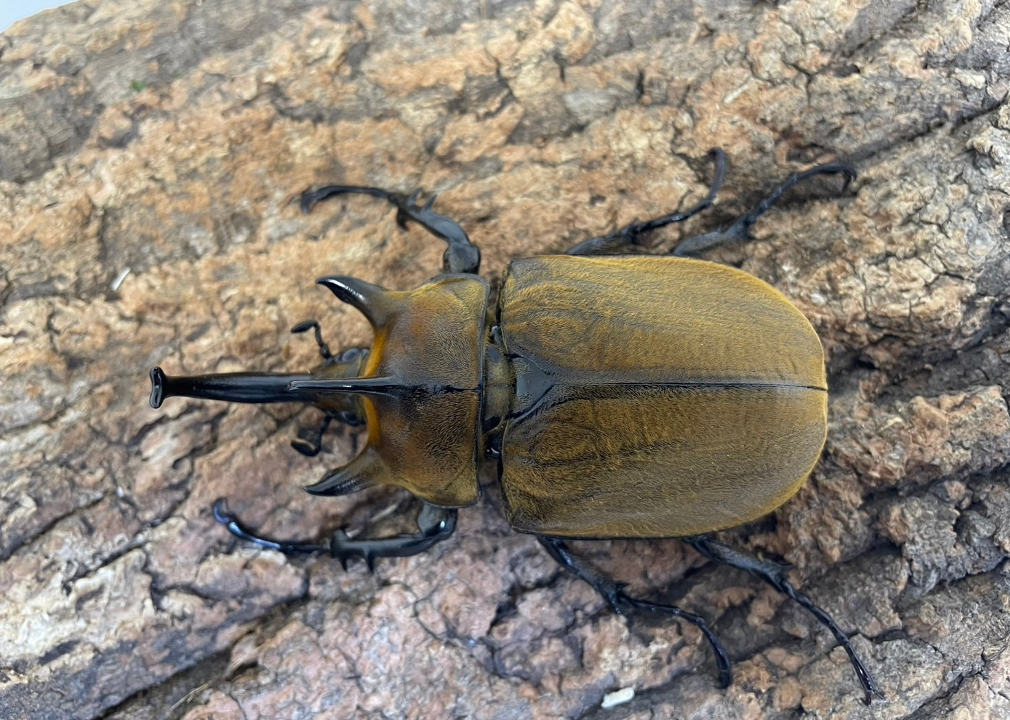 ギアスゾウカブト亜種ポリオン – INSECT SHOP KMY
