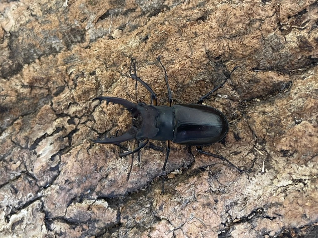 アマミミヤマクワガタ – INSECT SHOP KMY