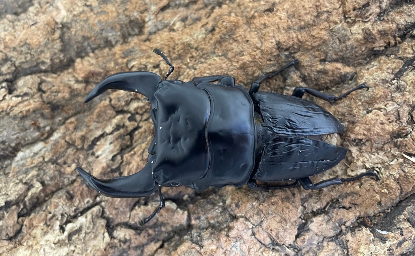 阿古谷オオクワガタ
