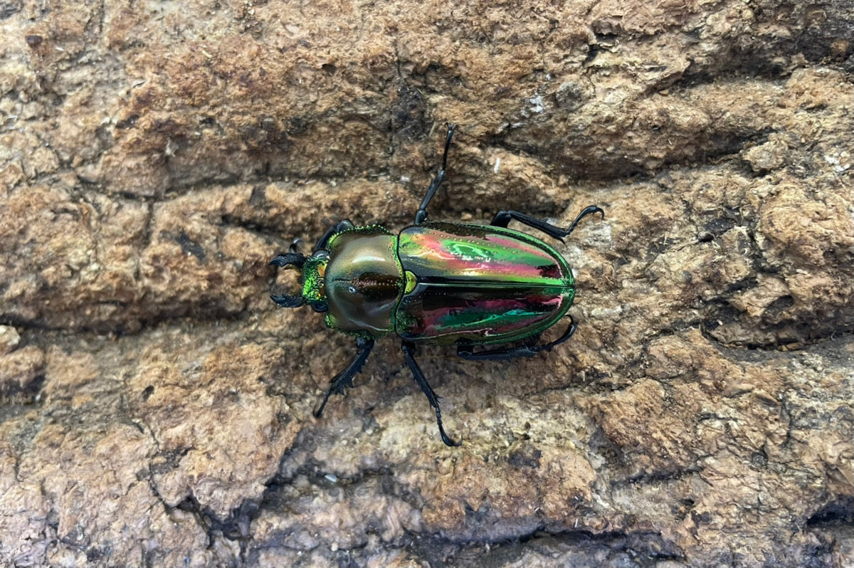 ニジイロクワガタ