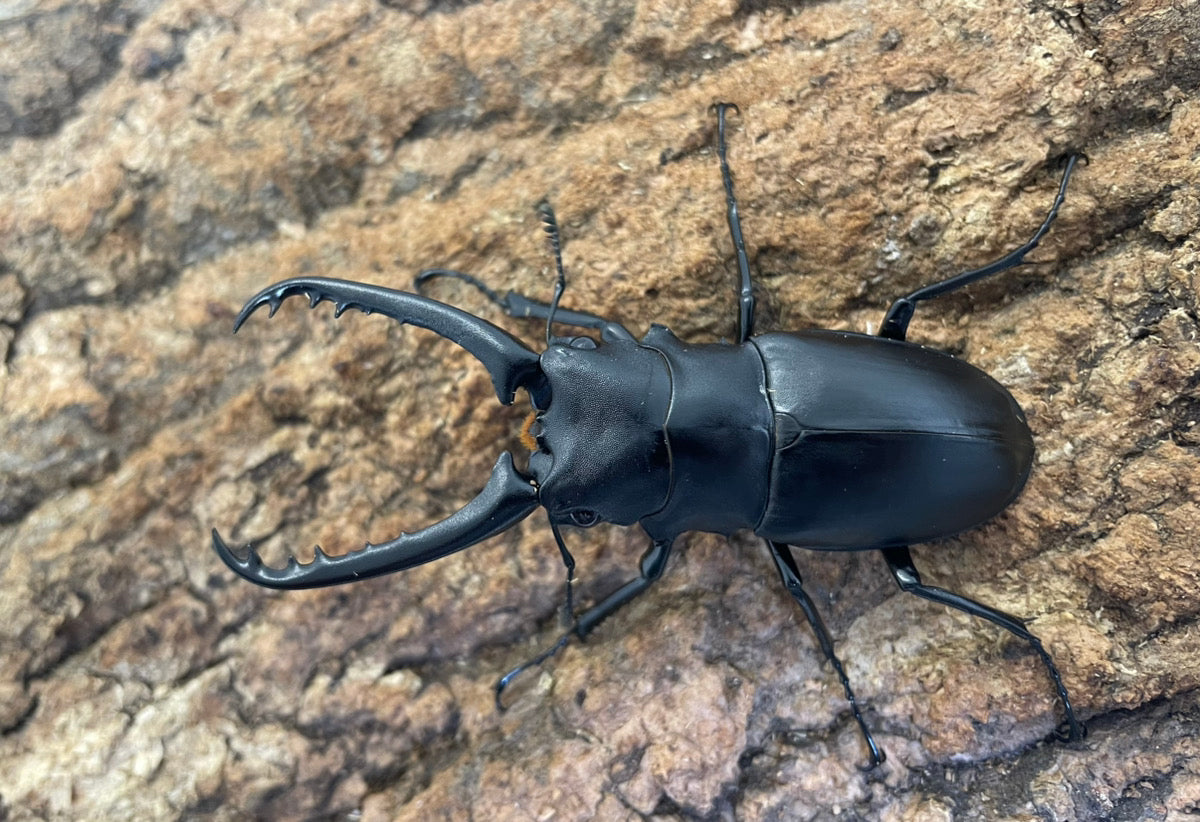 ギラファノコギリクワガタ – INSECT SHOP KMY