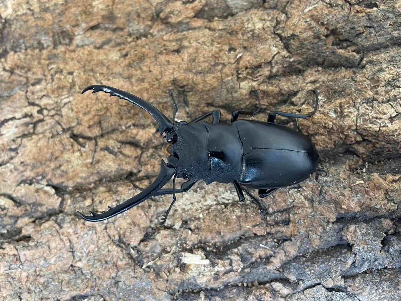 ギラファノコギリクワガタ – INSECT SHOP KMY