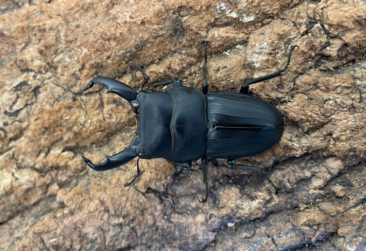スジブトヒラタクワガタ – INSECT SHOP KMY