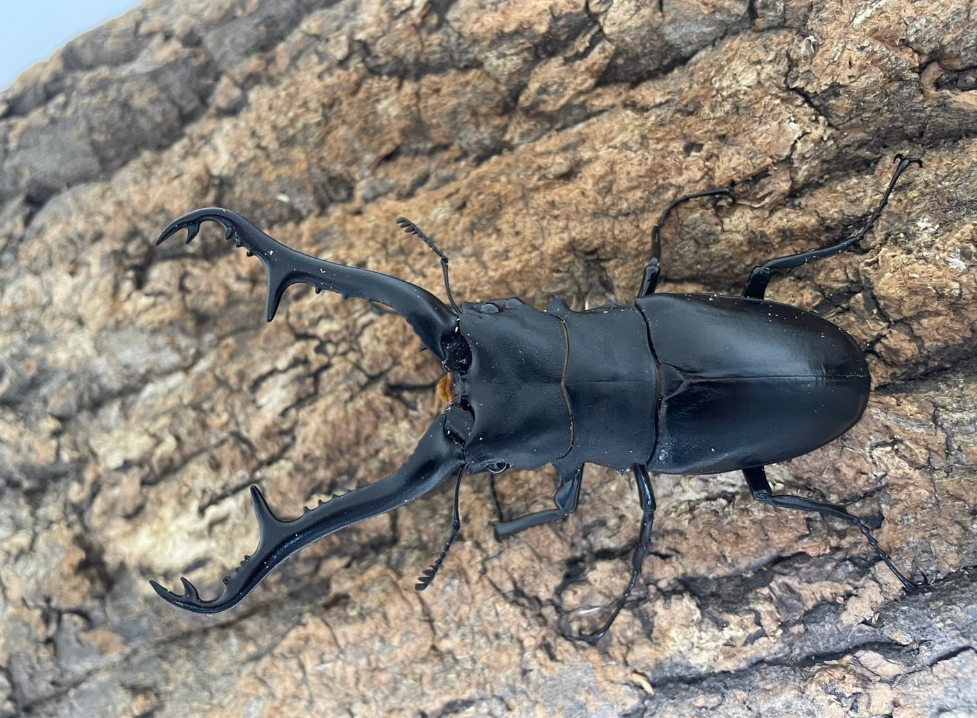 ギラファノコギリクワガタ – INSECT SHOP KMY