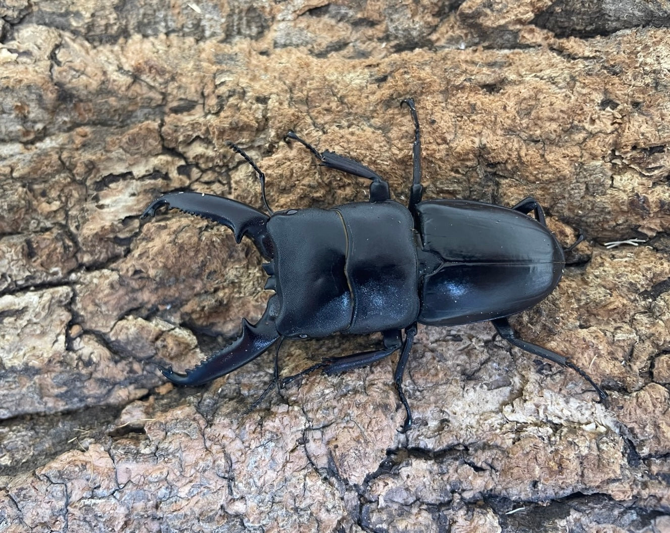 ツシマヒラタクワガタ – INSECT SHOP KMY