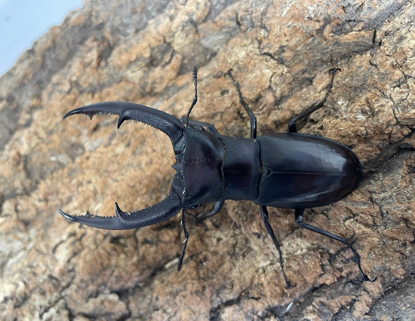 WD】マンディブラリスフタマタクワガタ – INSECT SHOP KMY