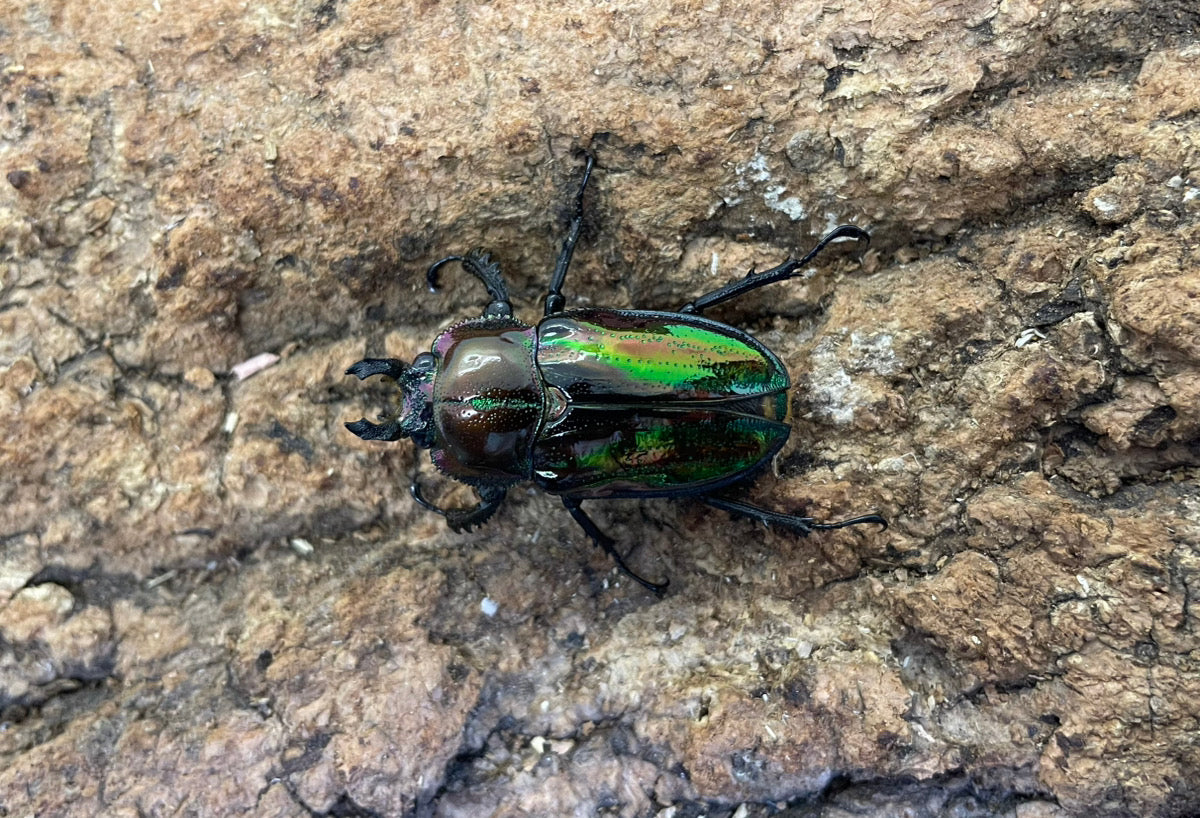ニジイロクワガタ(P) ペア ♂39mm ♀33mm クイーンズランド産 CBF1
