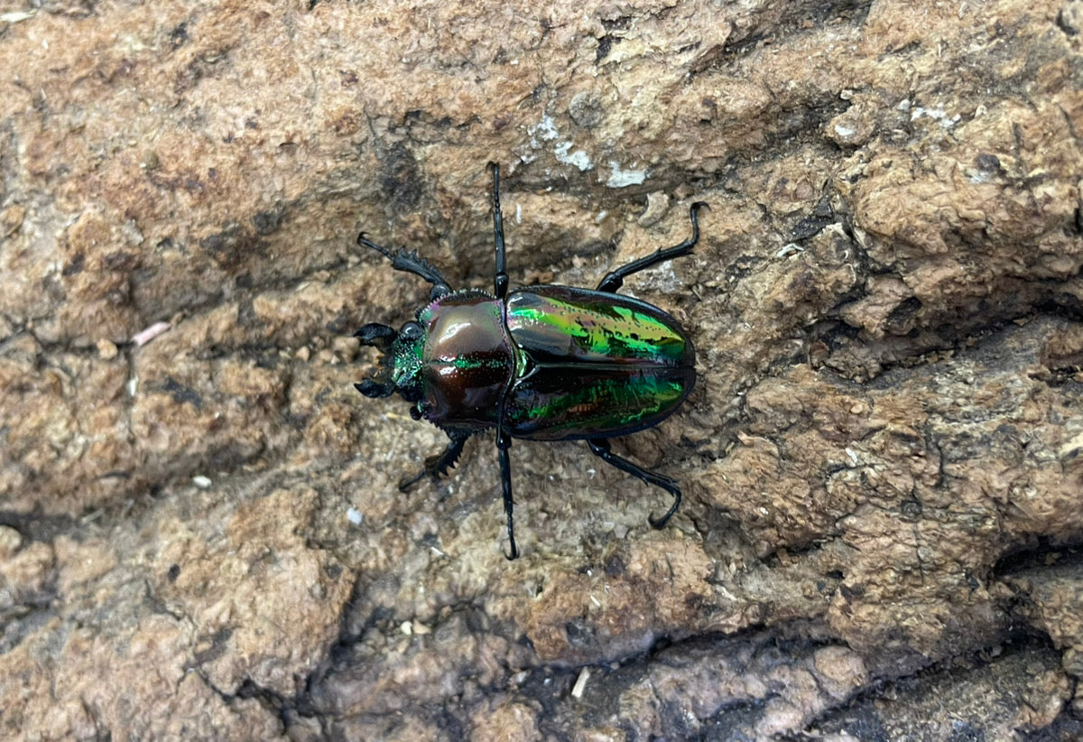 ニジイロクワガタ(P) ペア ♂39mm ♀31mm クイーンズランド産 CBF1