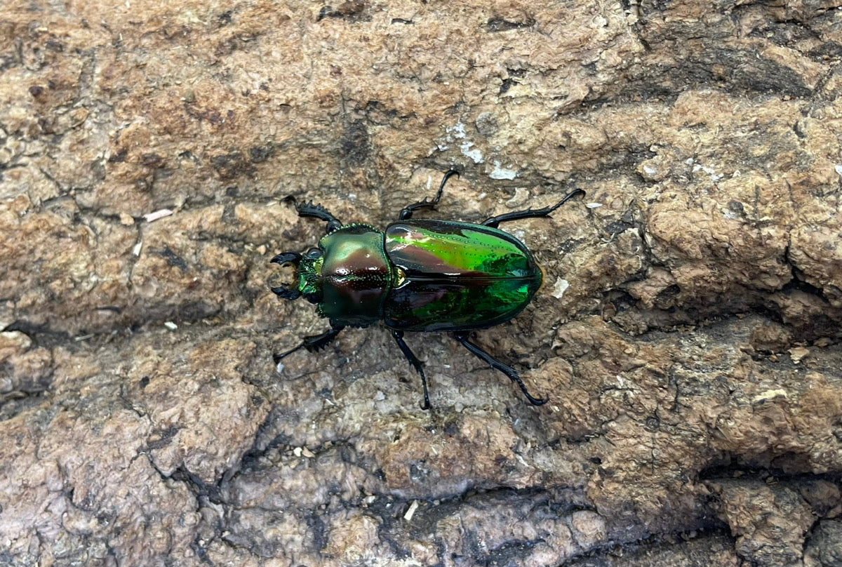 ニジイロクワガタ(P) ペア ♂36mm ♀37mm クイーンズランド産 CBF1