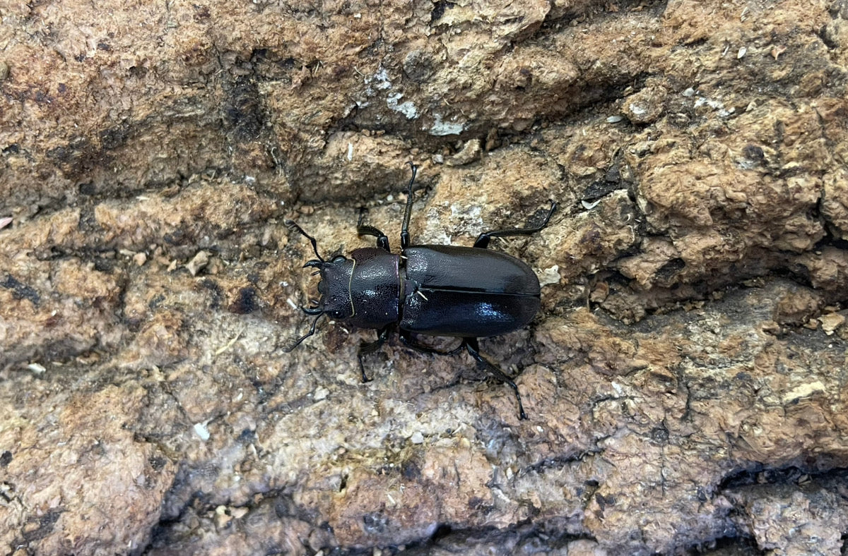 メタリフェルホソアカクワガタ